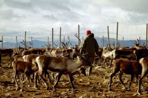 800px-Reindeer_herding