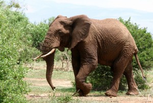 afrikai-elefant